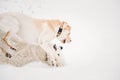 Funny Young White Samoyed Dog Or Bjelkier, Smiley, Sammy And Labrador Playing Together Outdoor In Snow Snowdrift, Winter