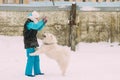 Funny Young White Samoyed Dog Or Bjelkier, Smiley, Sammy Playing