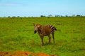 Funny zebra covered in red sand in Tsavo National Park.