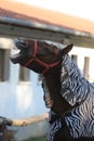 Funny zebra horse waiting for blacksmith Royalty Free Stock Photo