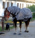 Funny zebra horse waiting for blacksmith Royalty Free Stock Photo