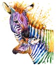 Funny Zebra Illustration With Splash Watercolor Texture. Rainbow Background F