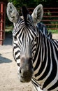 Funny zebra