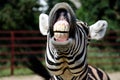 Funny zebra Royalty Free Stock Photo