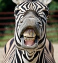 Funny zebra