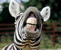 Funny zebra