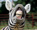 Funny zebra Royalty Free Stock Photo