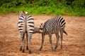 funny zebras playing in their natural environment Royalty Free Stock Photo