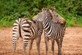 funny zebras playing in their natural environment Royalty Free Stock Photo