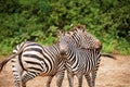 funny zebras playing in their natural environment Royalty Free Stock Photo