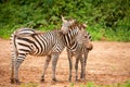 funny zebras playing in their natural environment Royalty Free Stock Photo