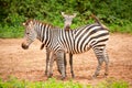 funny zebras playing in their natural environment Royalty Free Stock Photo