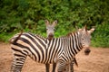 funny zebras playing in their natural environment Royalty Free Stock Photo