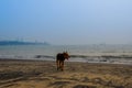 Funy dog on the beach