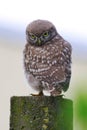 Funy face Little owl Athene noctua