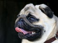 Funy smiling white pug dog