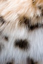 Fur 1