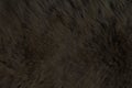 Fur Animal Textures, Bear black Royalty Free Stock Photo