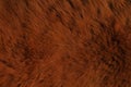 Fur Animal Textures, Bear Royalty Free Stock Photo