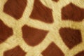 Fur Animal Textures, Girafe big Royalty Free Stock Photo