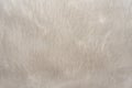 Artificial fur. Background of a piece of fur in light gray color close-up. White Fur Texture Background Royalty Free Stock Photo