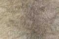 Fur of an Australian green ringtail possum Royalty Free Stock Photo