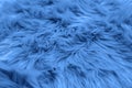 Fur background toned blue color. Sheepskin background and texture Royalty Free Stock Photo