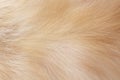 Fur cat light brown texture animal patterns background Royalty Free Stock Photo