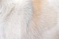 Fur cat short soft smooth texture white and brown patterns on background Royalty Free Stock Photo