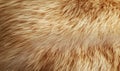 The fur of a cat is shown in a close up Royalty Free Stock Photo