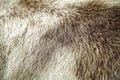 The fur of a cat is shown in a close up Royalty Free Stock Photo
