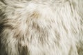 The fur of a cat is shown in a close up. Royalty Free Stock Photo