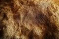 The fur of a cat is shown in a close up. Royalty Free Stock Photo