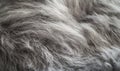 The fur of a cat is shown in a close up Royalty Free Stock Photo