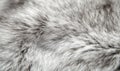 The fur of a cat is shown in a close up Royalty Free Stock Photo