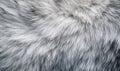 The fur of a cat is shown in a close up Royalty Free Stock Photo