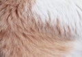 Fur cat skin patterns abstract , white and brown animal texture background Royalty Free Stock Photo