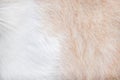 Fur cat texture white and brown  patterns abstract for nature animal background Royalty Free Stock Photo