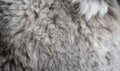 The fur of a cat is very thick and fluffy Royalty Free Stock Photo