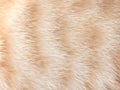 Fur cat white and light brown patterns  , animal abstract texture background Royalty Free Stock Photo