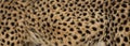 Cheetah Fur Royalty Free Stock Photo