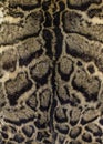 Fur of a clouded leopard Royalty Free Stock Photo