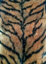 fur from clouded leopard skin from Kalimantan Royalty Free Stock Photo