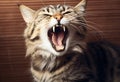 Fur portrait pet yawn cat cute animal Royalty Free Stock Photo