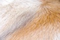 Fur dog brown background skin animal short smooth patterns Royalty Free Stock Photo