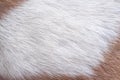 Fur dog white smooth texture ,animall hair with brown background Royalty Free Stock Photo