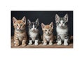 Fur, while the fourth kitten has a gray tabby pattern with white Royalty Free Stock Photo