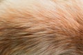 Fur of a ginger cat close Royalty Free Stock Photo