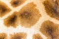 The fur of a giraffe in close-up Royalty Free Stock Photo