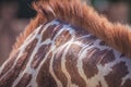 Fur of a giraffe from close up Royalty Free Stock Photo